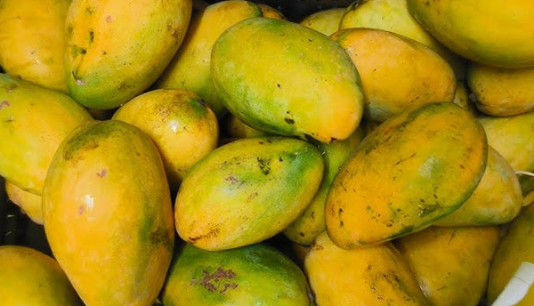 Organic Fresh - Imam Pasand Mango - Himayat - (Chemical Free, Naturally Ripened)