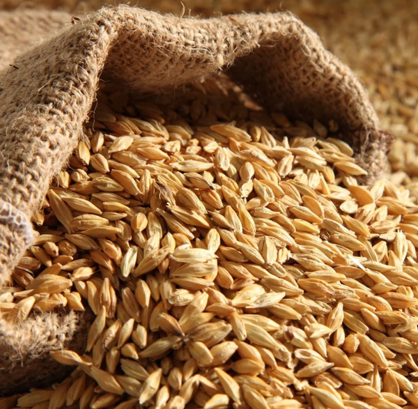 Organic Emmer Wheat - Khapli Wheat - Jave Godhi (Long Wheat Grain)