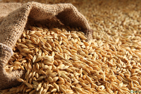 Organic Emmer Wheat - Khapli Wheat - Jave Godhi (Long Wheat Grain)